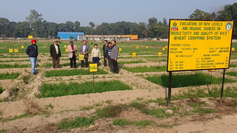 Officials witnessing the encouraging response of Integrated Nutrient Management through Organic sources in Wheat crop.