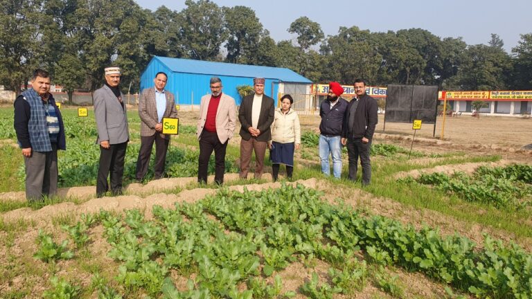Palampur scientist and NFL Officials monitoring the progress of Bentonite Sulphar experiment in Gobhi Sarson crop.