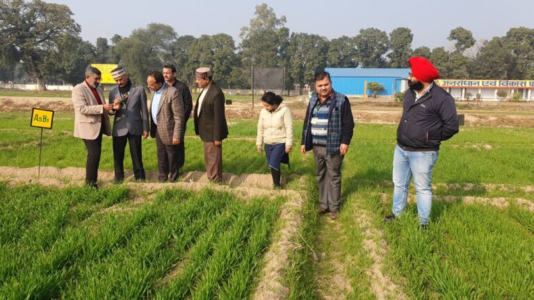 Scientist showing the CRI stage in standing Wheat crop under Nano Urea  experiment