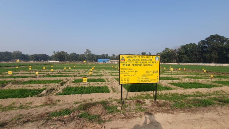 Panoramic view of field experiments at R&D Farm Nangal under NFL Professor Chair CSK HPKV Palampur
